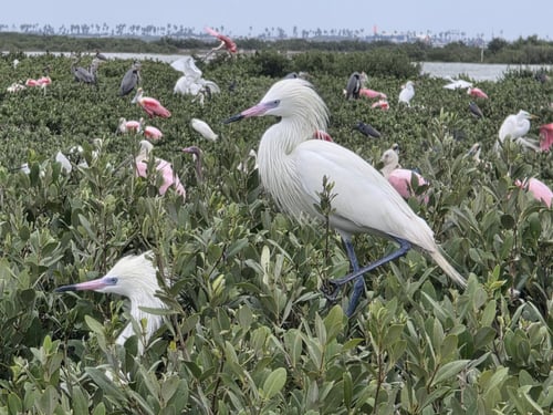 Tours in Port Isabel, Texas
