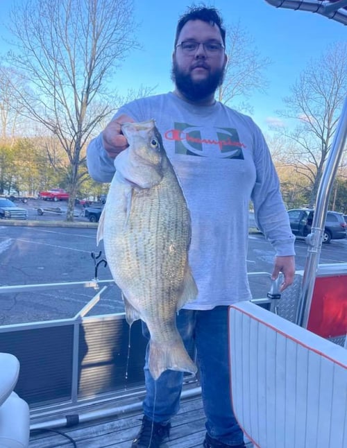 Hybrid striped bass 4hr trip