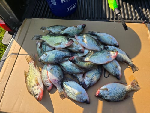 Crappie 4hr trip