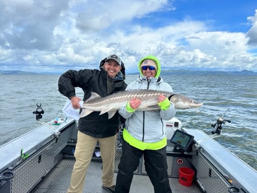Portland Sturgeon fishing