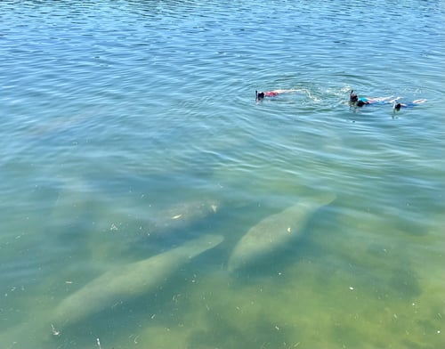 Island, Shelling, dolphin cruise