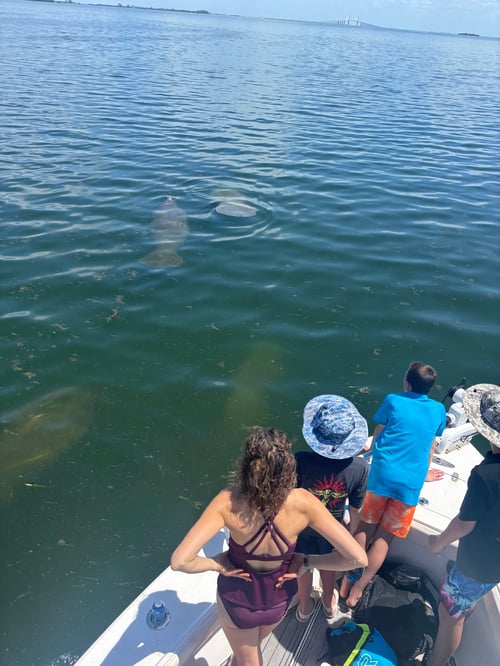 Island, Shelling, dolphin cruise