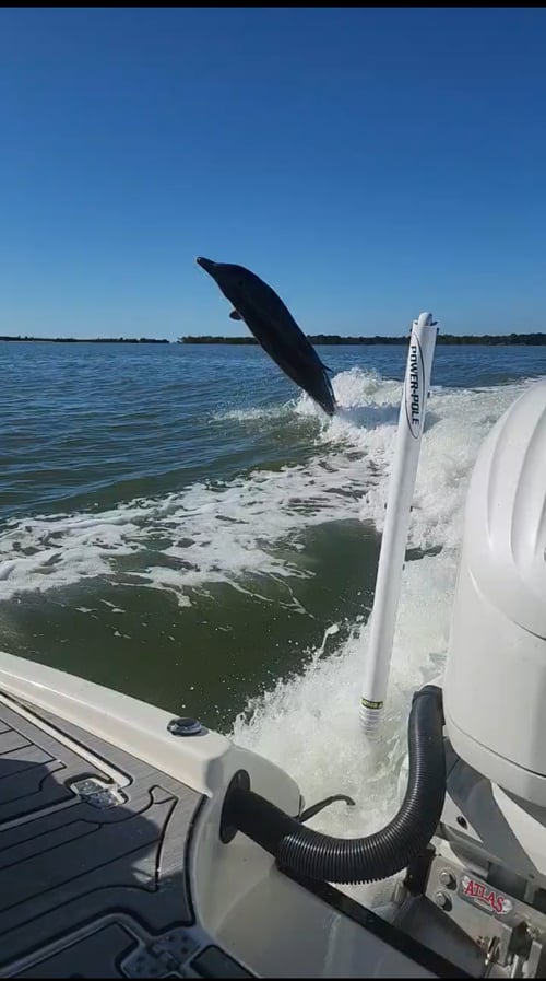 Shelling, Dolphin watching and more