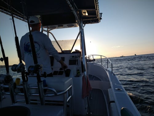 Dolphin/sunset Tours