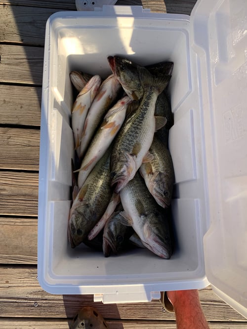 Lake Fayette Bass Fishing