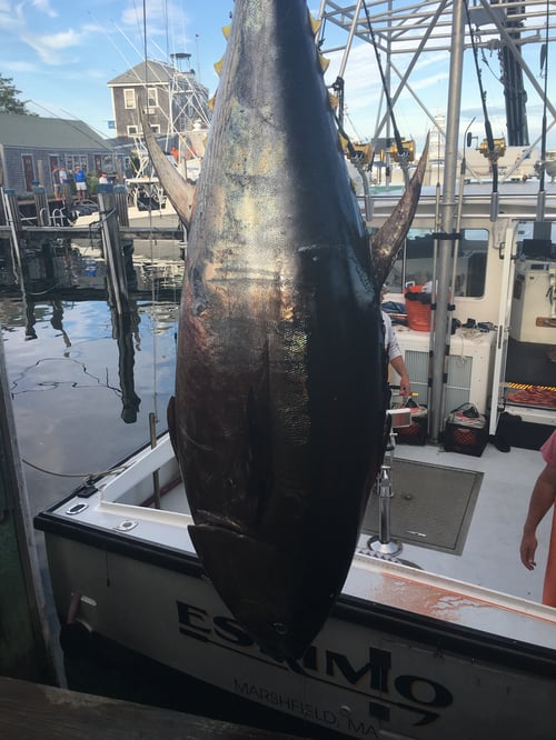 Boston Bass
