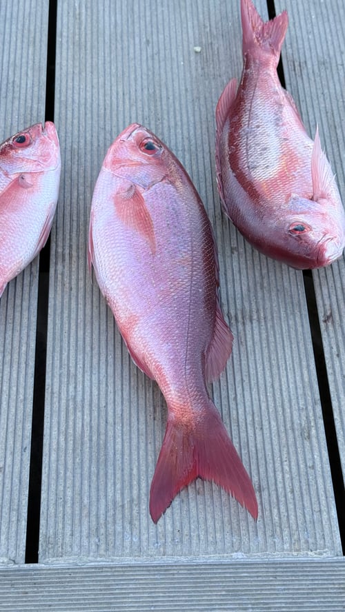 8hr Offshore Trip