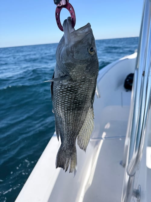 8hr Offshore Trip