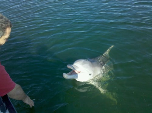 Shell Iland & Dolphin Adventure