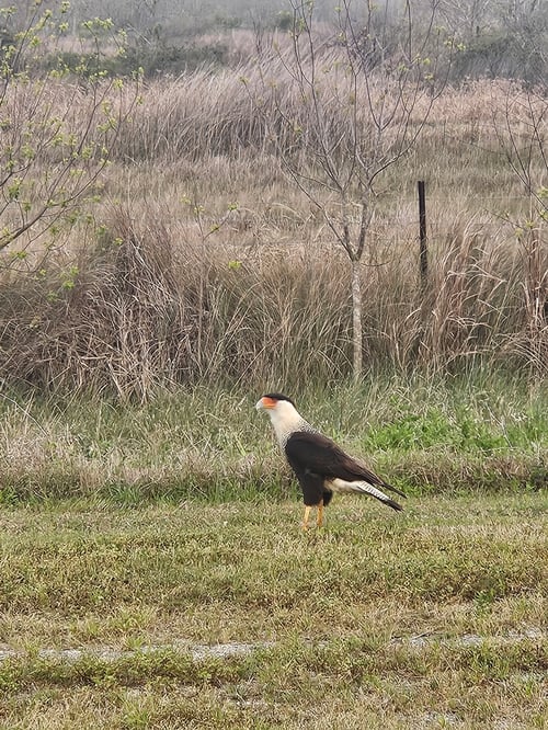 Bay Area Bird / Wildlife Observing 