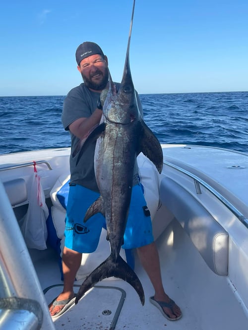 14-24 Hour Swordfish