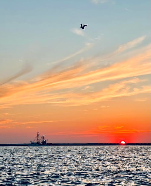 Coastal GA Boat Tours (90 min)