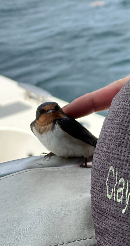 Dolphin and snorkeling tours