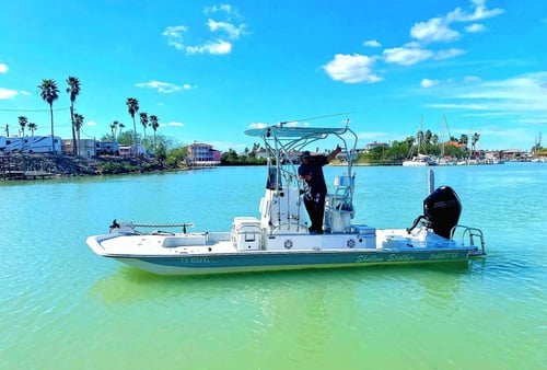 2 hour Dolphin Watch 2 passengers 