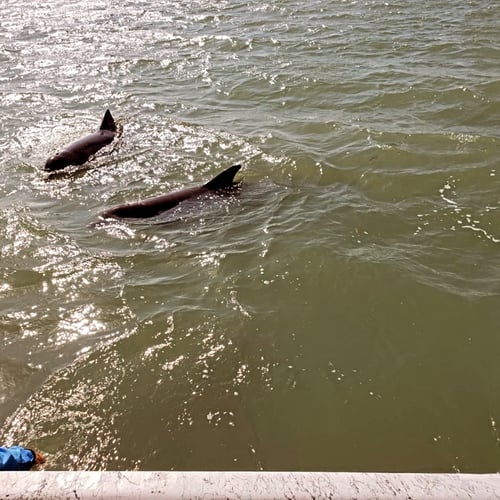 2 hour Dolphin Watch 2 passengers 