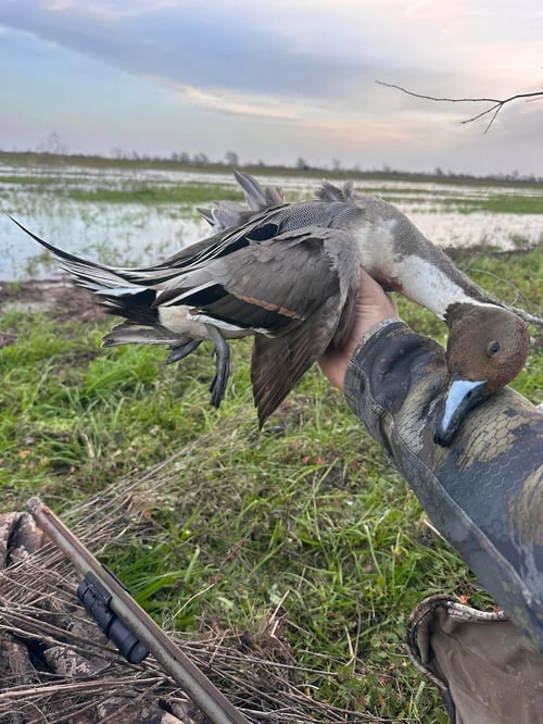 Matagorda Duck Hunting 