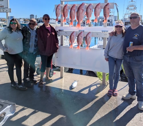 4hrs Nearshore in the Gulf 