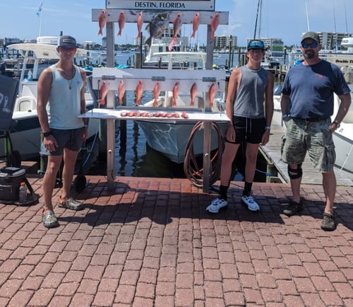4hrs Nearshore in the Gulf 