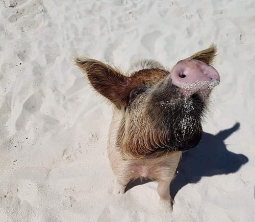 Swimming Pigs & Turtle Experience