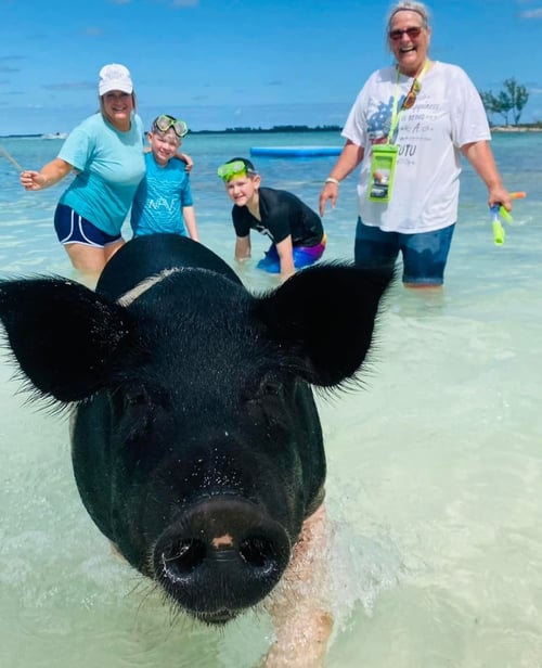 Swimming Pigs & Turtle Experience