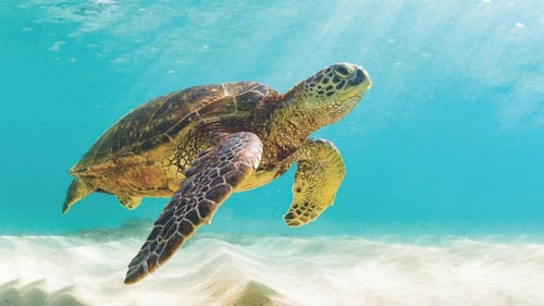 Swimming Pigs & Turtle Experience
