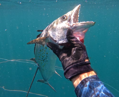 SPEARFISHING PANAMA