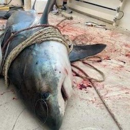 OFFSHORE SHARK TRIP