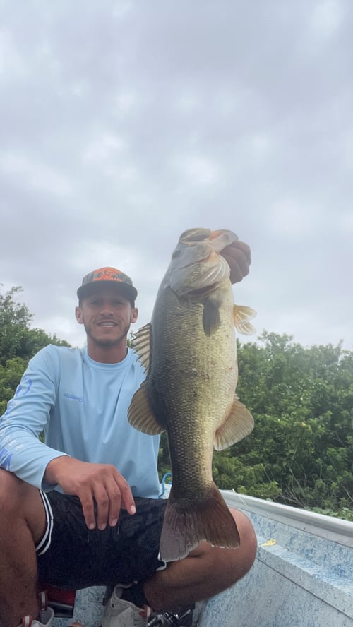 Lake Okeechobee Bass Fishing