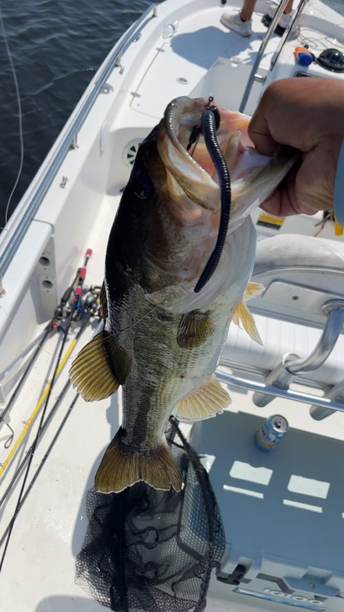 Lake Okeechobee Bass Fishing