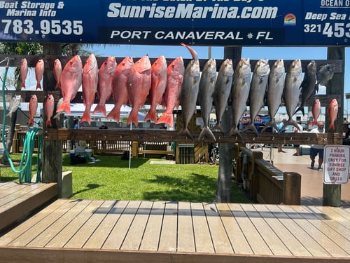 Full and half day offshore.