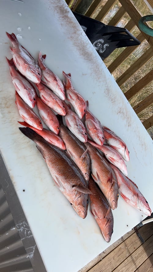 NEARSHORE RED SNAPPER FISHING 