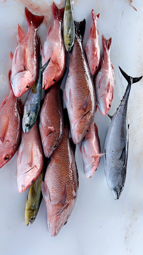 NEARSHORE RED SNAPPER FISHING 