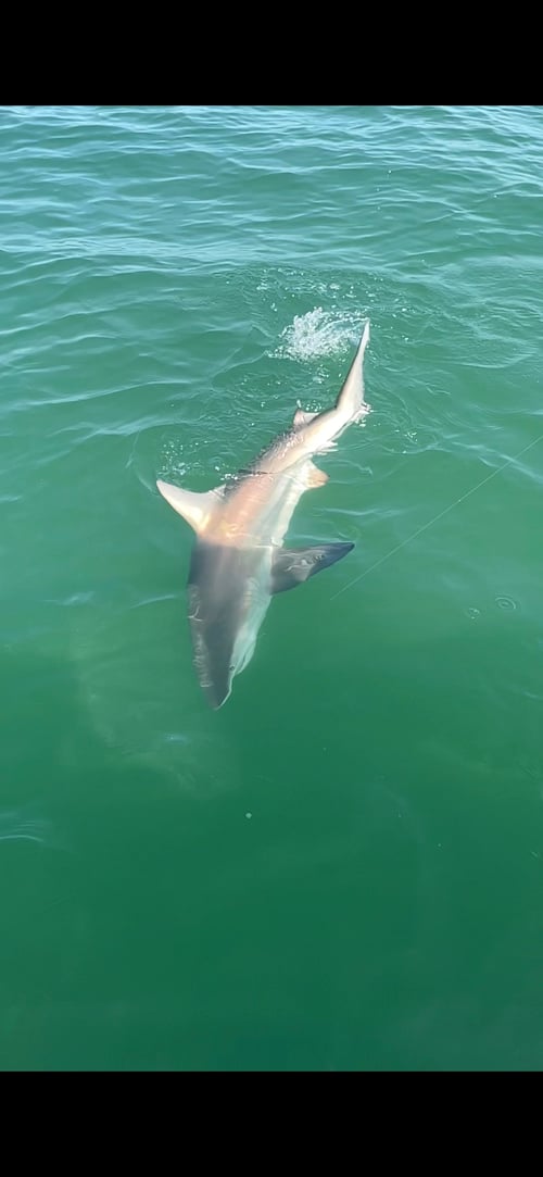 Toothy Critters!