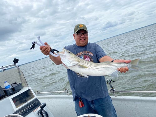 4 Hour Trip – Standard Striped Bass
