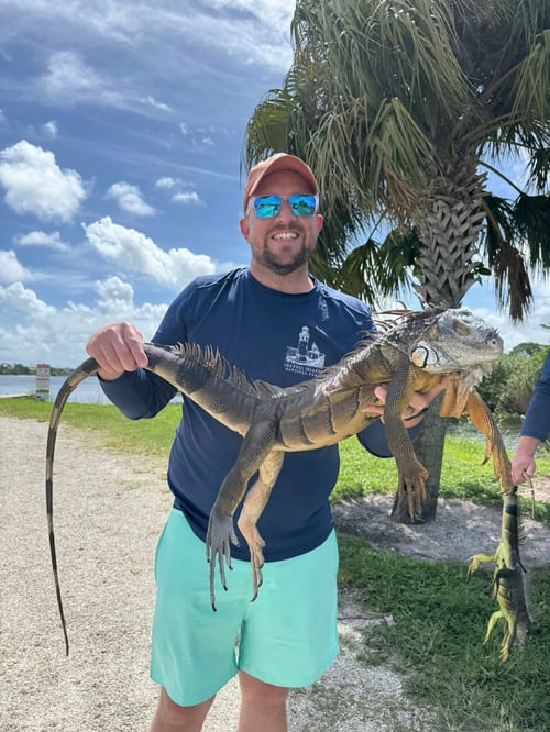 Urban Jungle Iguana Hunt