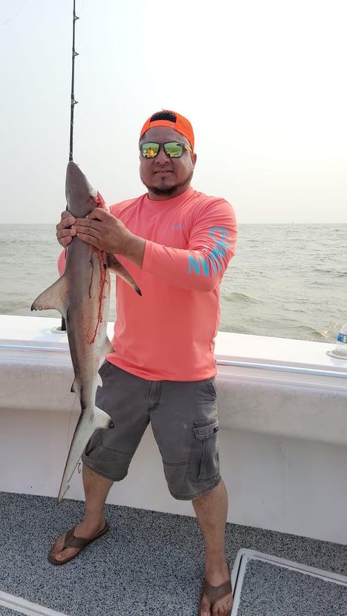 Shark Thrills & More