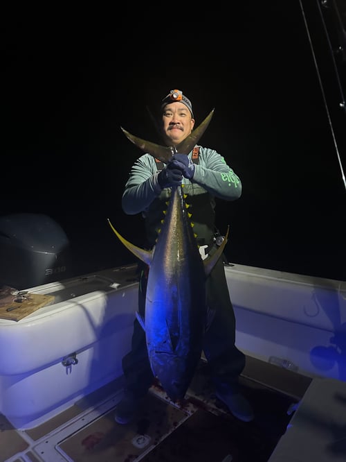 24 hr Tuna safari