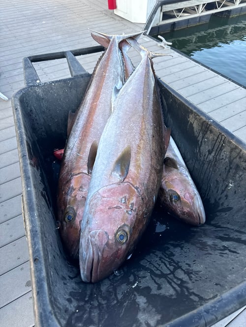 24 hr Tuna safari