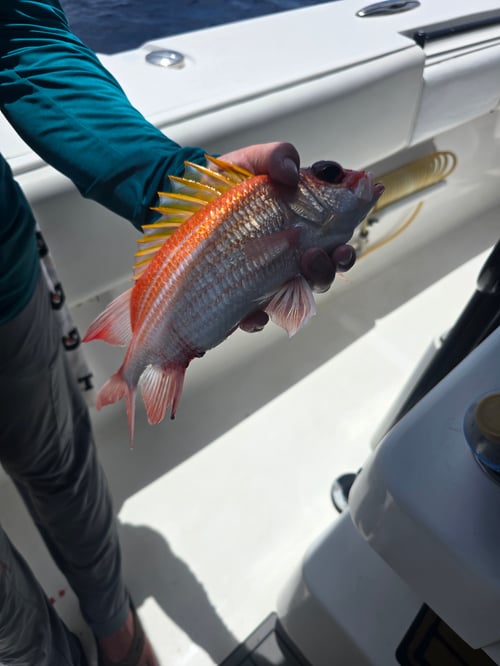 8 Hr Offshore Deep Drop Fishing