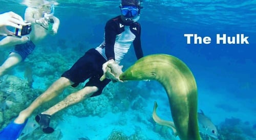 🐠 HOL CHAN + SPEARFISHING