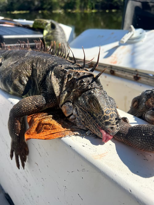 Iguana hunts