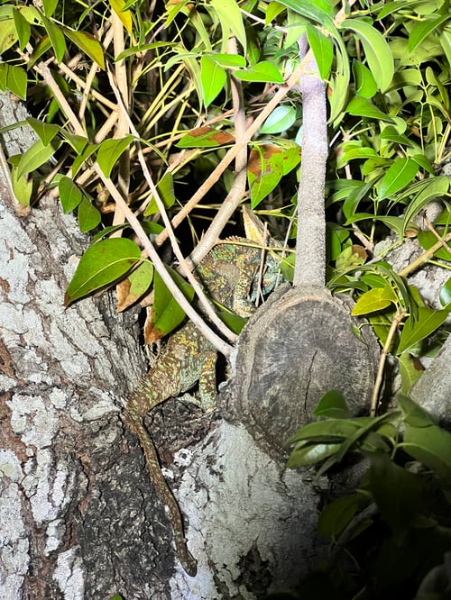 Iguana hunts