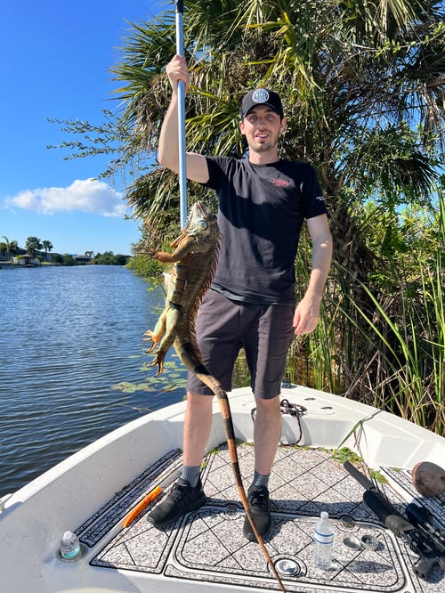Iguana hunts
