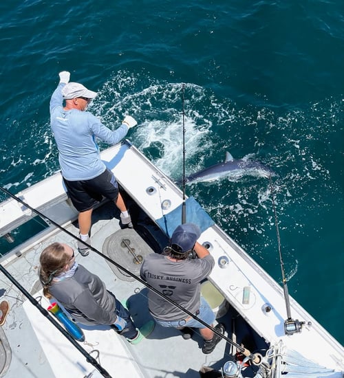 Full Day Offshore Shark/Tuna