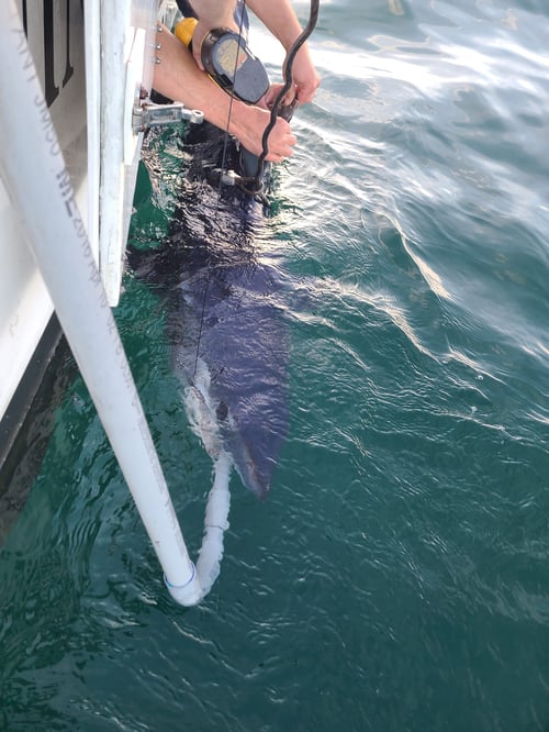 Full Day Offshore Shark/Tuna