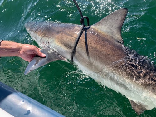 Full Day Offshore Shark/Tuna