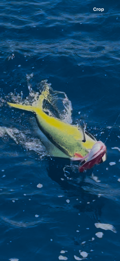 Offshore Fishing
