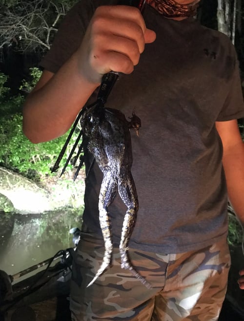 Frog Gigging in Apalachicola  