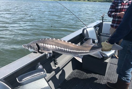 Sturgeon Fishing Trip
