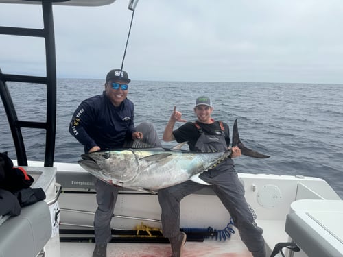 Trophy Bluefin 